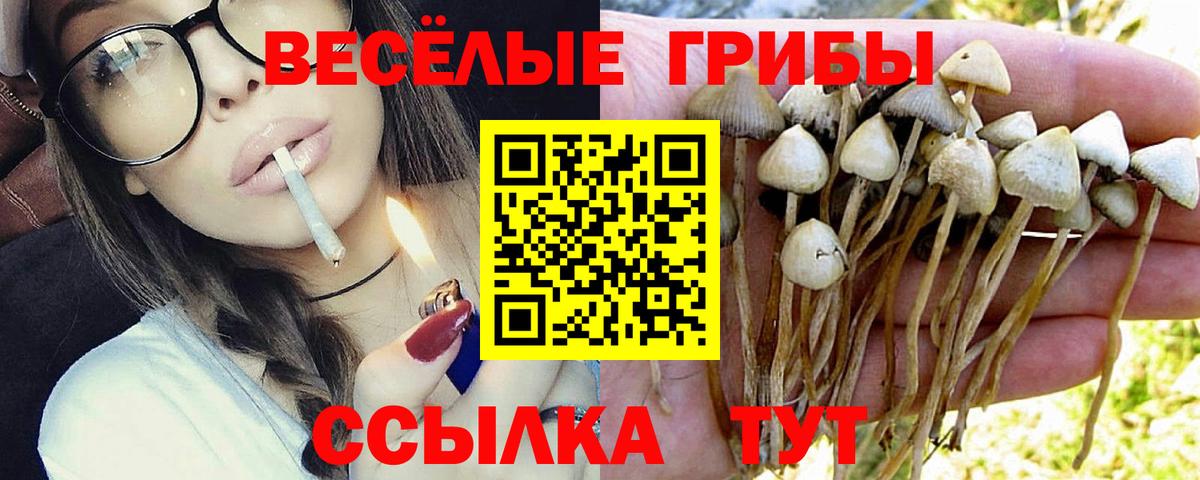 Псилоцибиновые грибы GOLDEN TEACHER  Вход с VPN  Зеленокумск  Псилоцибиновые грибы Magic Shrooms 